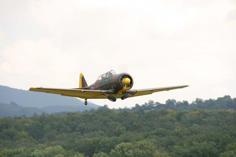 Anson_Hahnweide07_171